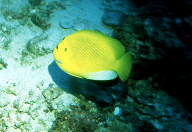 Apolemichthys trimaculatus (Pesce angelo dalle tre macchie)